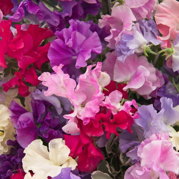 AcquaGarden Sweet Pea 'Olde English Garden'