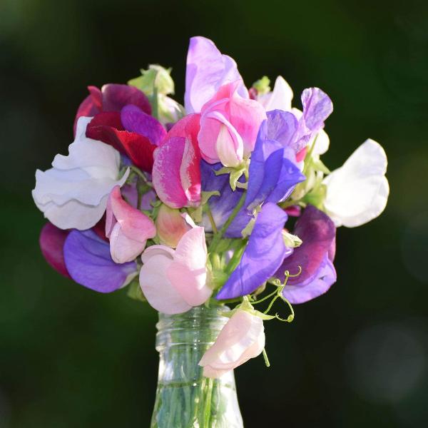 AcquaGarden Sweet Pea 'Olde Fashioned Scented'