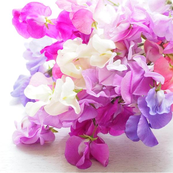 AcquaGarden Sweet Pea 'Olde Fashioned Scented'