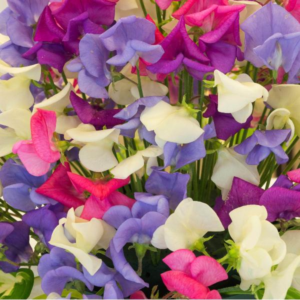 AcquaGarden Sweet Pea 'Sweetheart Mix'