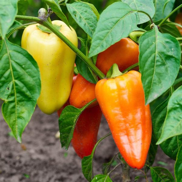 AcquaGarden Sweet Pepper 'Lunch Box'
