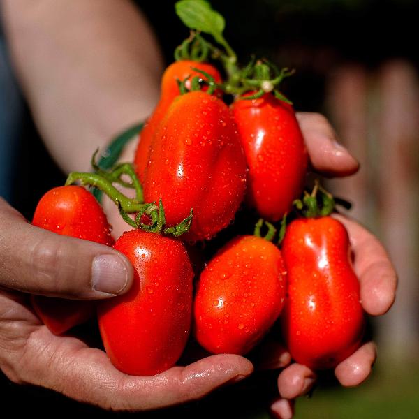 AcquaGarden Tomato 'San Marzano'