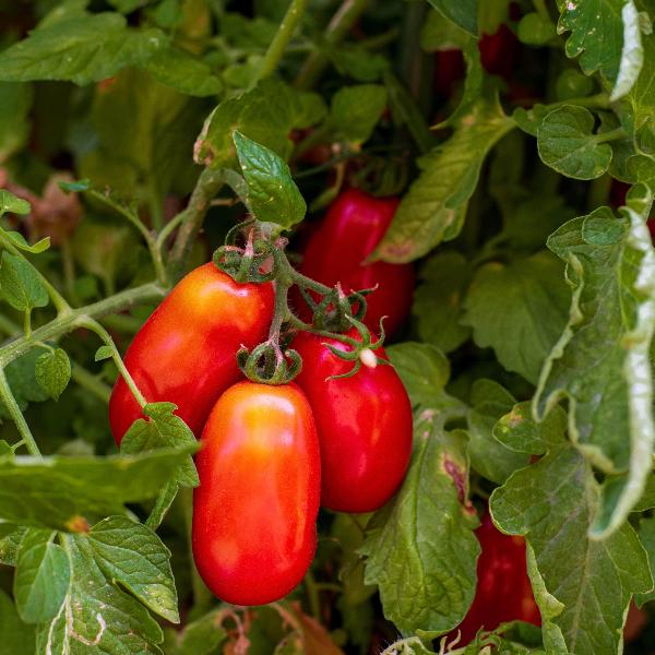 AcquaGarden Tomato 'San Marzano'