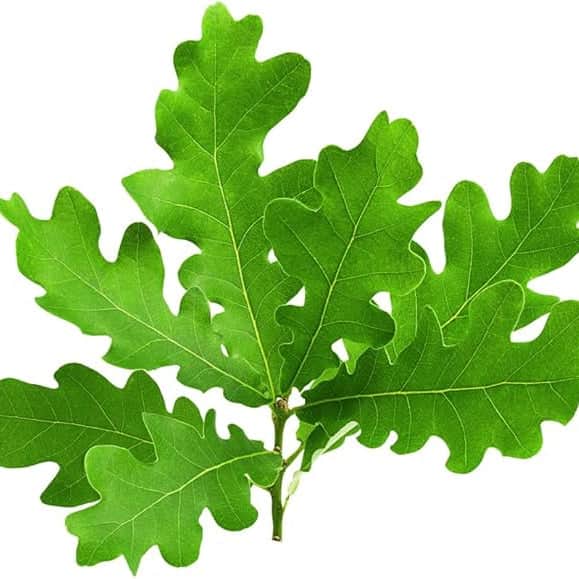 AcquaGarden Trees English Oak Tree