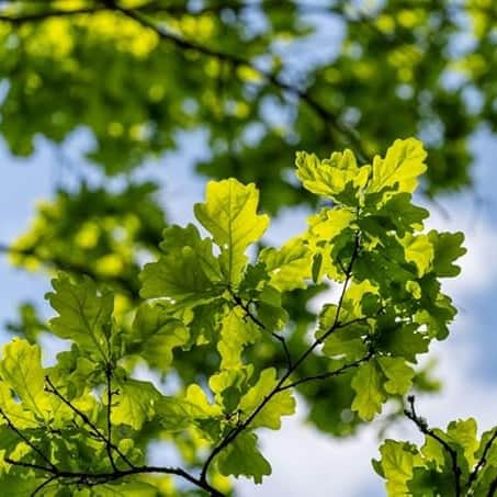 AcquaGarden Trees English Oak Tree