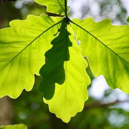 AcquaGarden Trees English Oak Tree