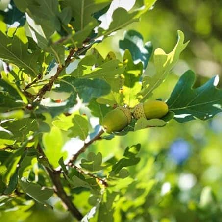 AcquaGarden Trees English Oak Tree