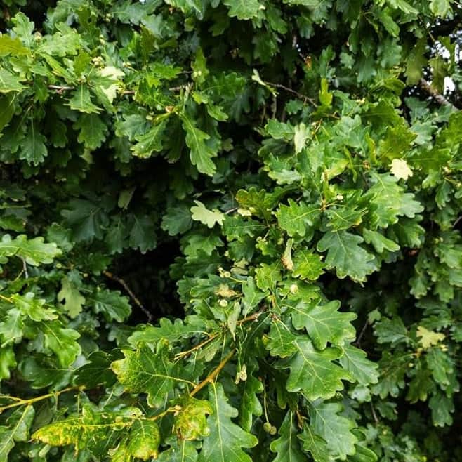 AcquaGarden Trees English Oak Tree