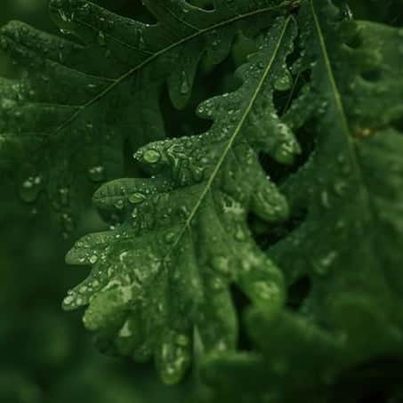AcquaGarden Trees English Oak Tree