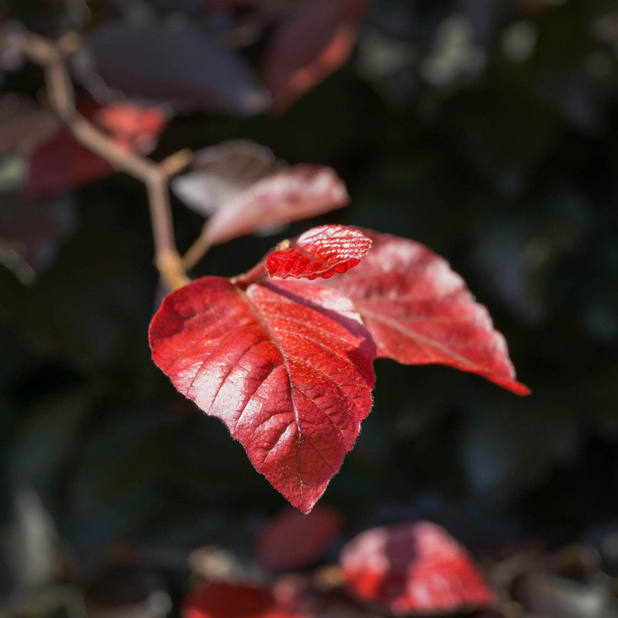 AcquaGarden Trees Fagus Purpurea Copper Beech Tree