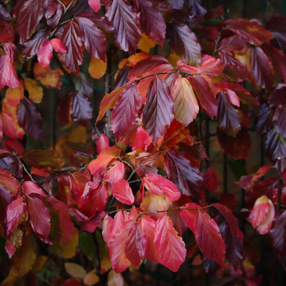 AcquaGarden Trees Fagus Purpurea Copper Beech Tree