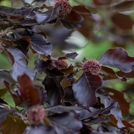 AcquaGarden Trees Fagus Purpurea 'Purple Beech' Tree