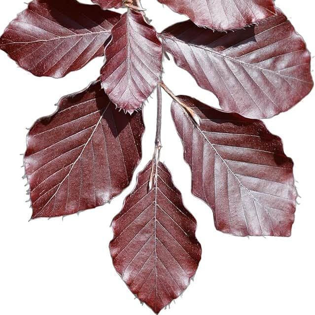 AcquaGarden Trees Fagus Purpurea 'Purple Beech' Tree