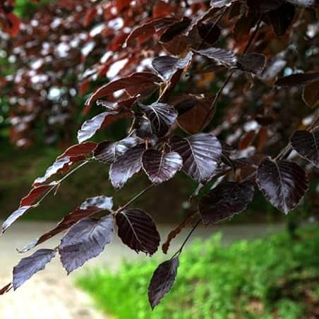 AcquaGarden Trees Fagus Purpurea 'Purple Beech' Tree