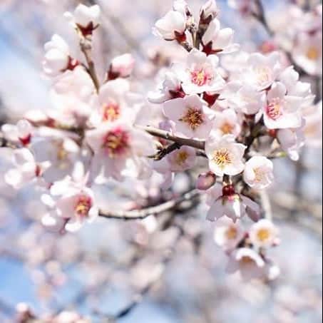 AcquaGarden Trees Flowering Almond Tree