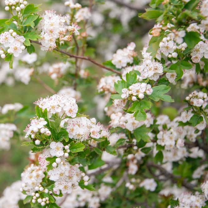 AcquaGarden Trees Hawthorne Tree 'Quickthorn'