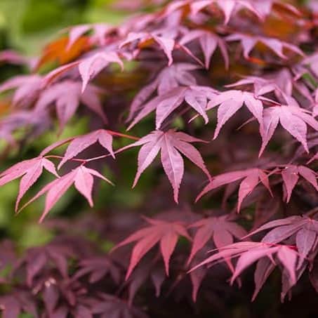 AcquaGarden Trees Japanese Maple 'Acer Palmatum' Purple Leaf
