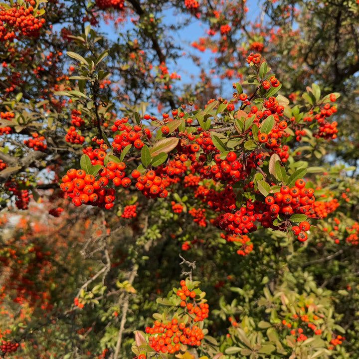 AcquaGarden Trees Pyracantha 'Red Column' Firethorn Plant