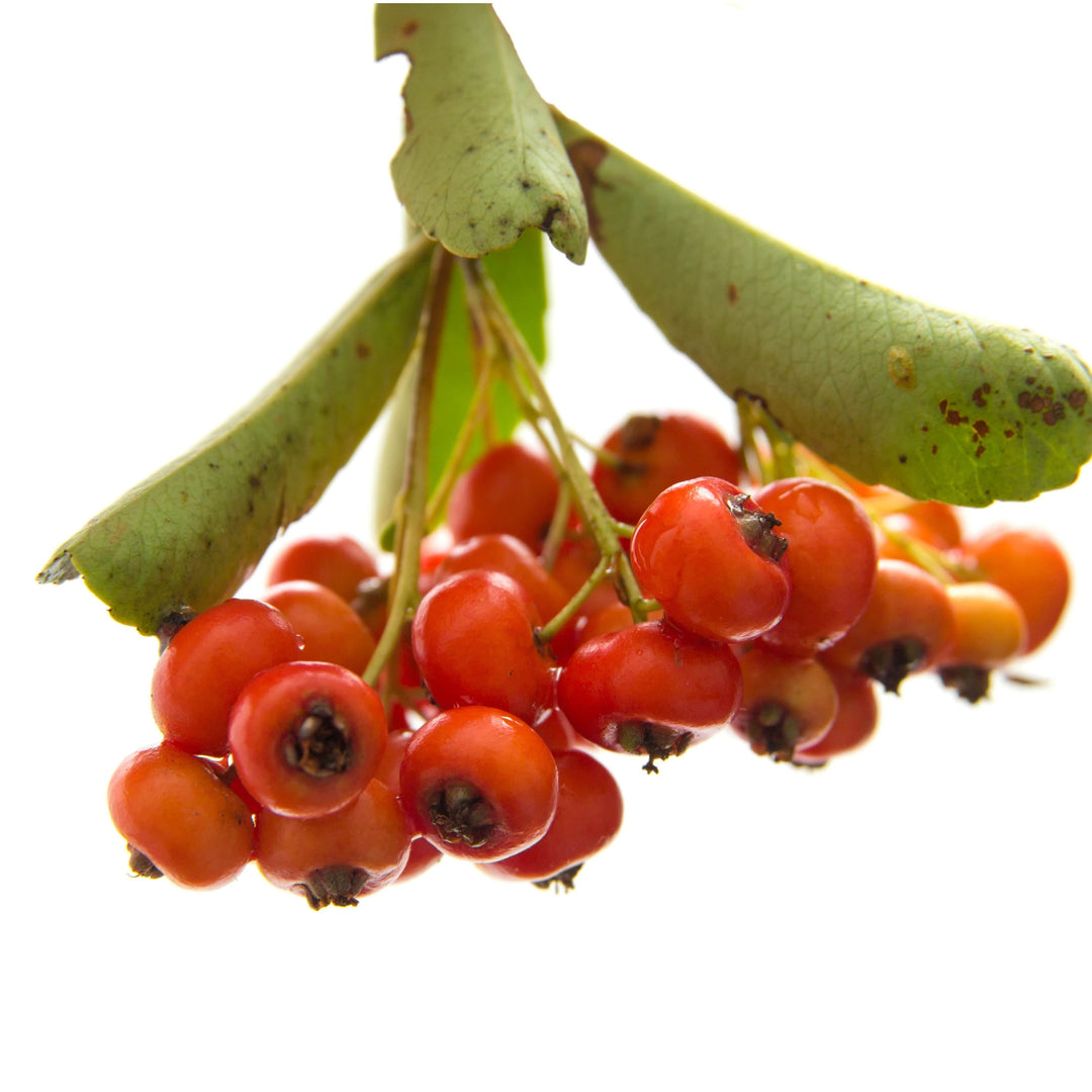 AcquaGarden Trees Pyracantha 'Red Column' Firethorn Plant