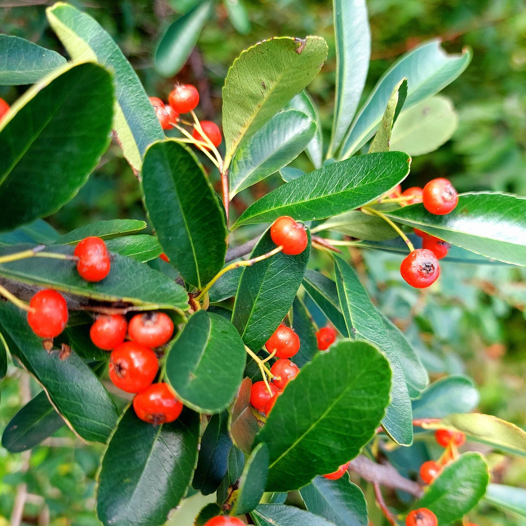 AcquaGarden Trees Pyracantha 'Red Column' Firethorn Plant