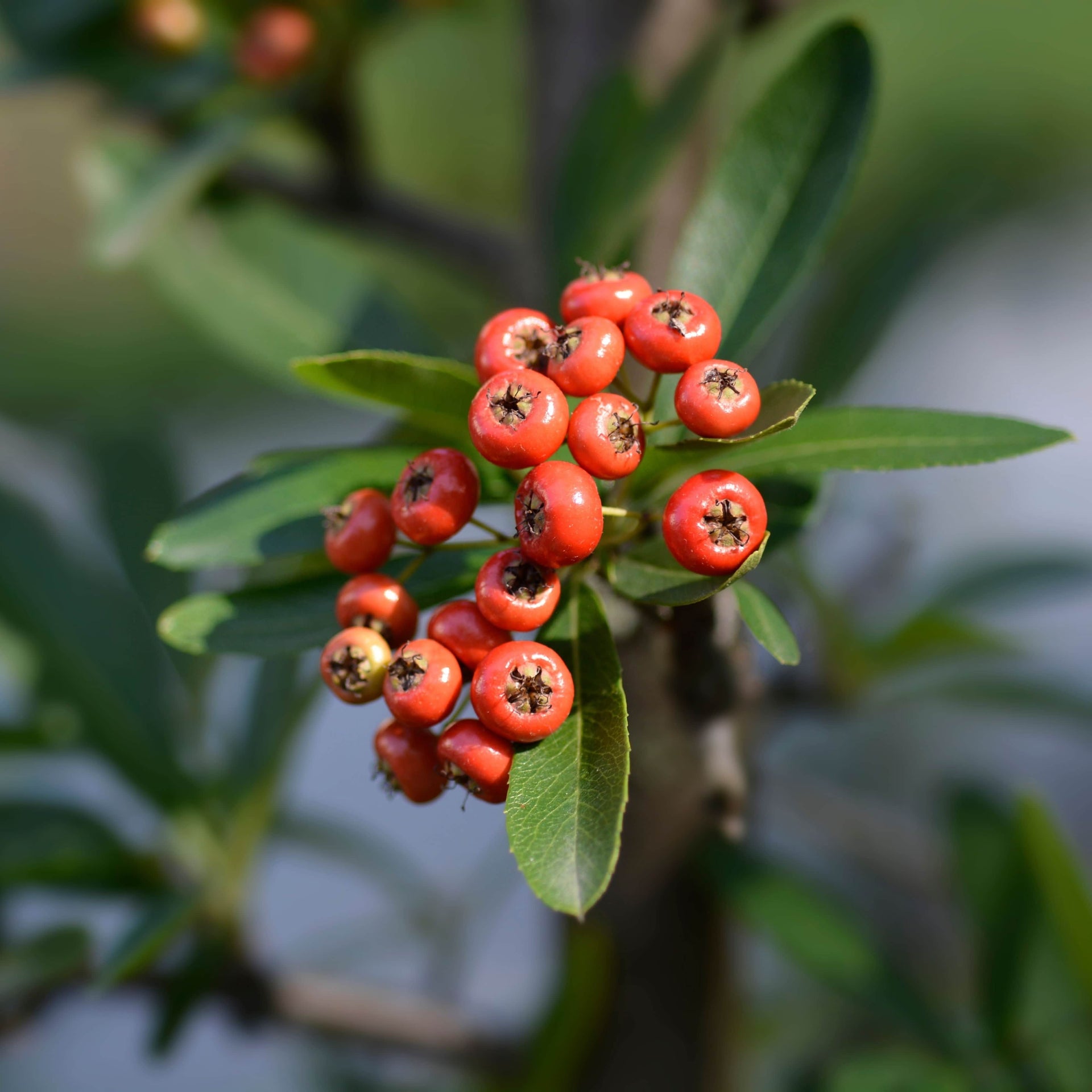 A strong, bright shrub with red berries and glossy green leaves that bring  colour all year. – AcquaGarden