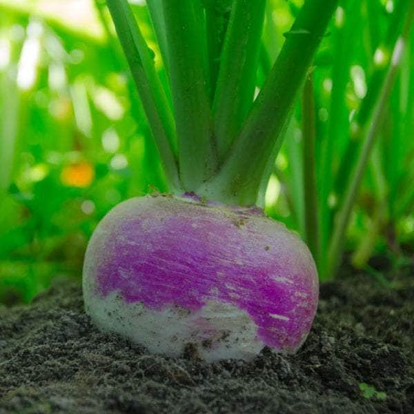 AcquaGarden Turnip 'Purple Top Milan'