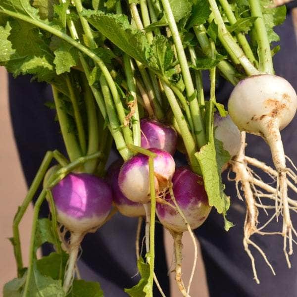 AcquaGarden Turnip 'Purple Top Milan'