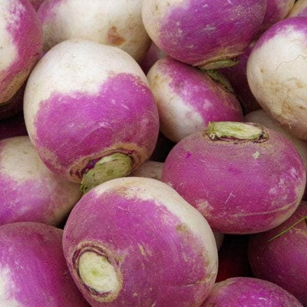 AcquaGarden Turnip 'Purple Top Milan'
