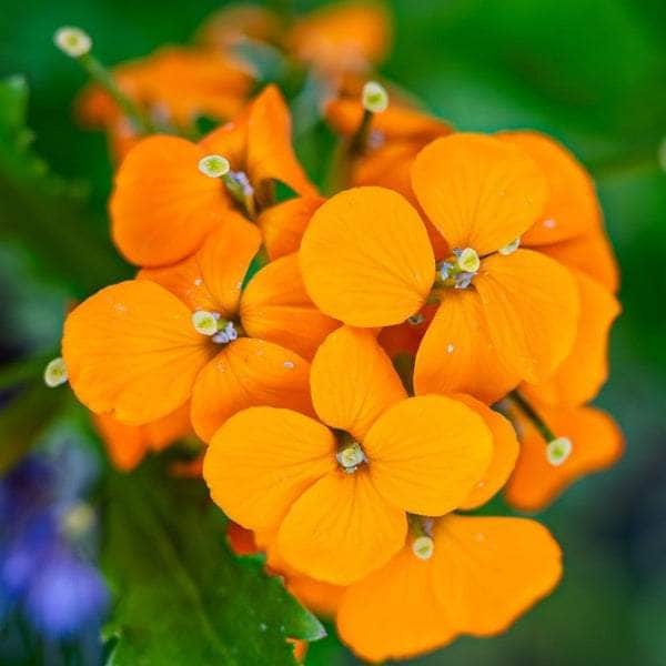 AcquaGarden Wallflower 'Cheiranthus Orange'