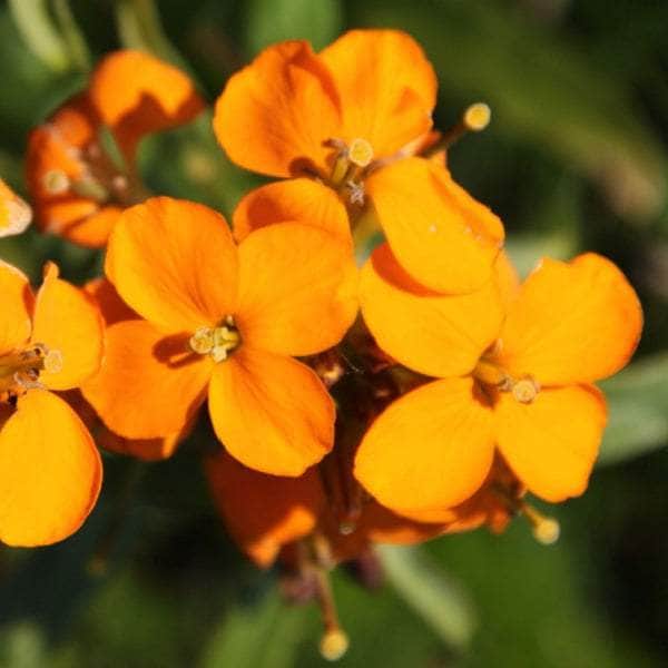 AcquaGarden Wallflower 'Cherianthus Orange'