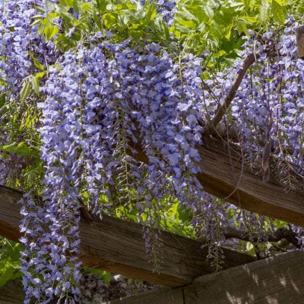 AcquaGarden Wisteria 'Sinensis Prolific'