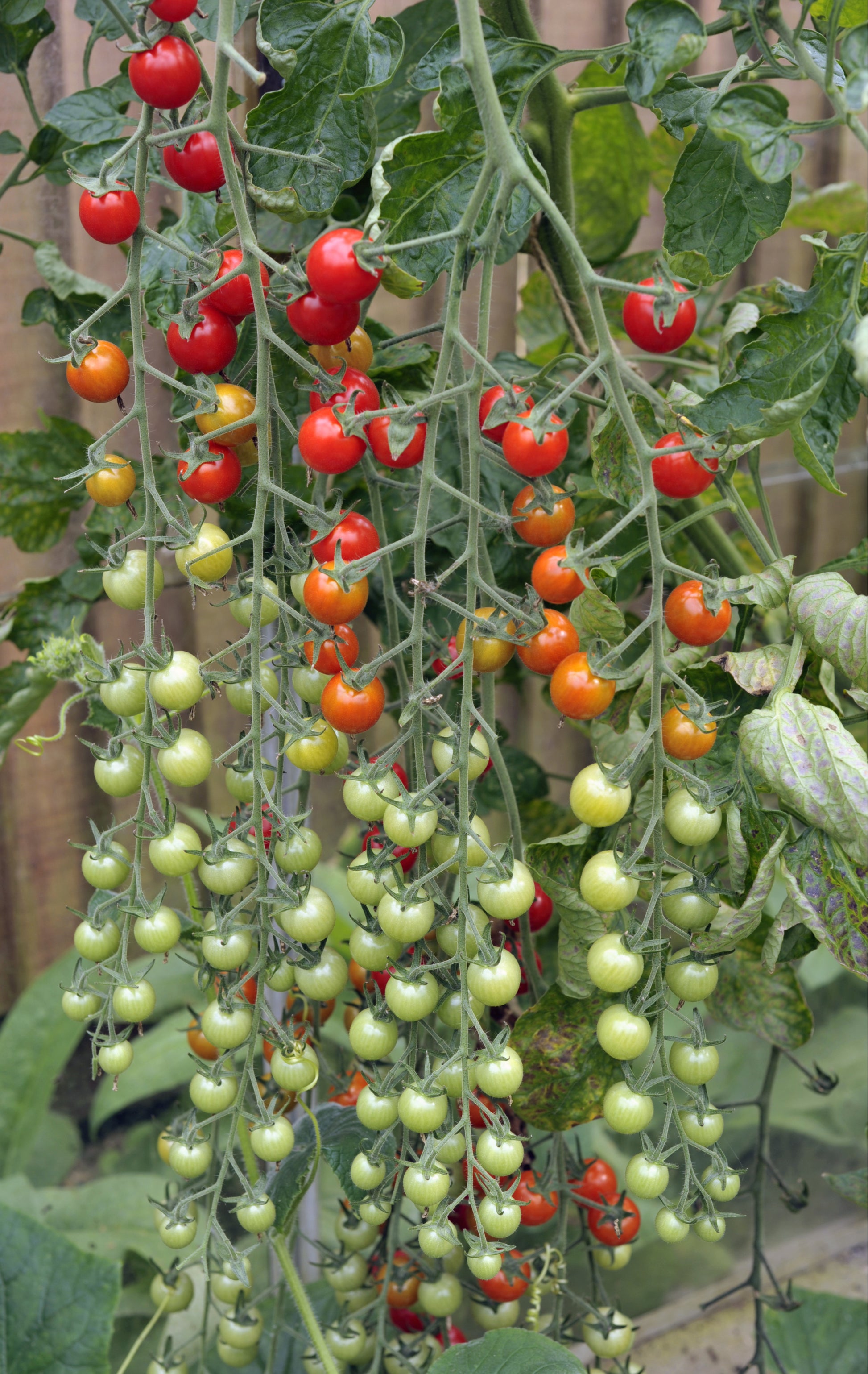 Tomato Plants - 'Sweet Million' - 6 x Plug Plant Pack – AcquaGarden