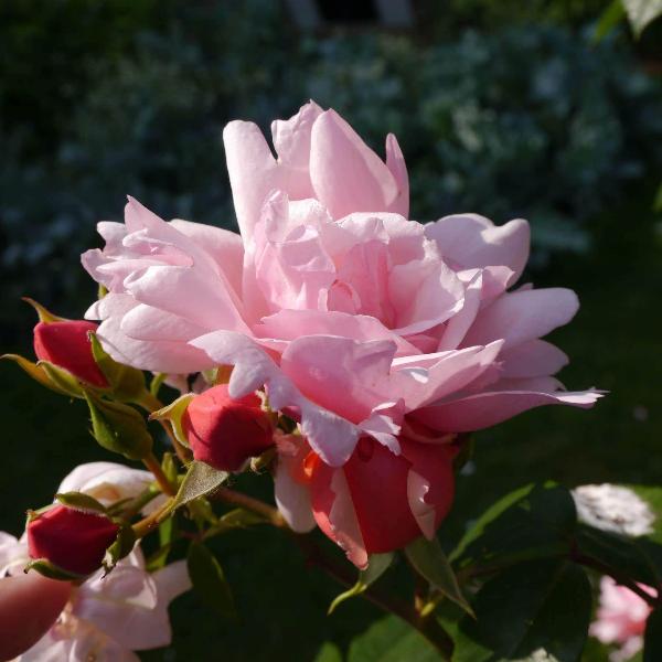 Acqua Garden Flowers Rose 'Albertine'