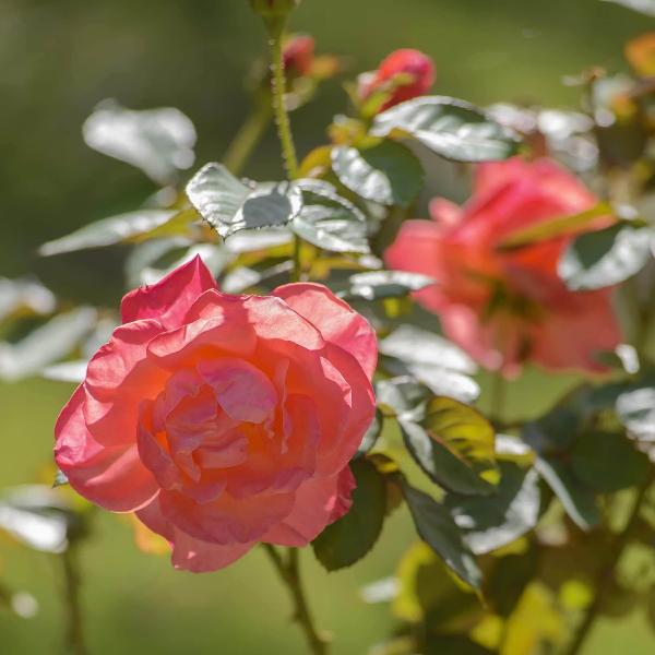 Acqua Garden Flowers Rose 'Silver Jubilee'