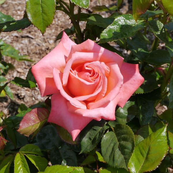 Rose Plants