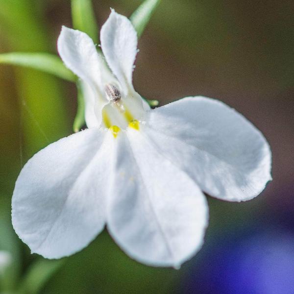 AcquaGarden Outdoor Plants Lobelia 'White'