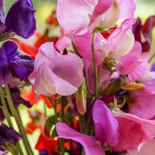 AcquaGarden Outdoor Plants Sweet Pea 'Patio Mix'