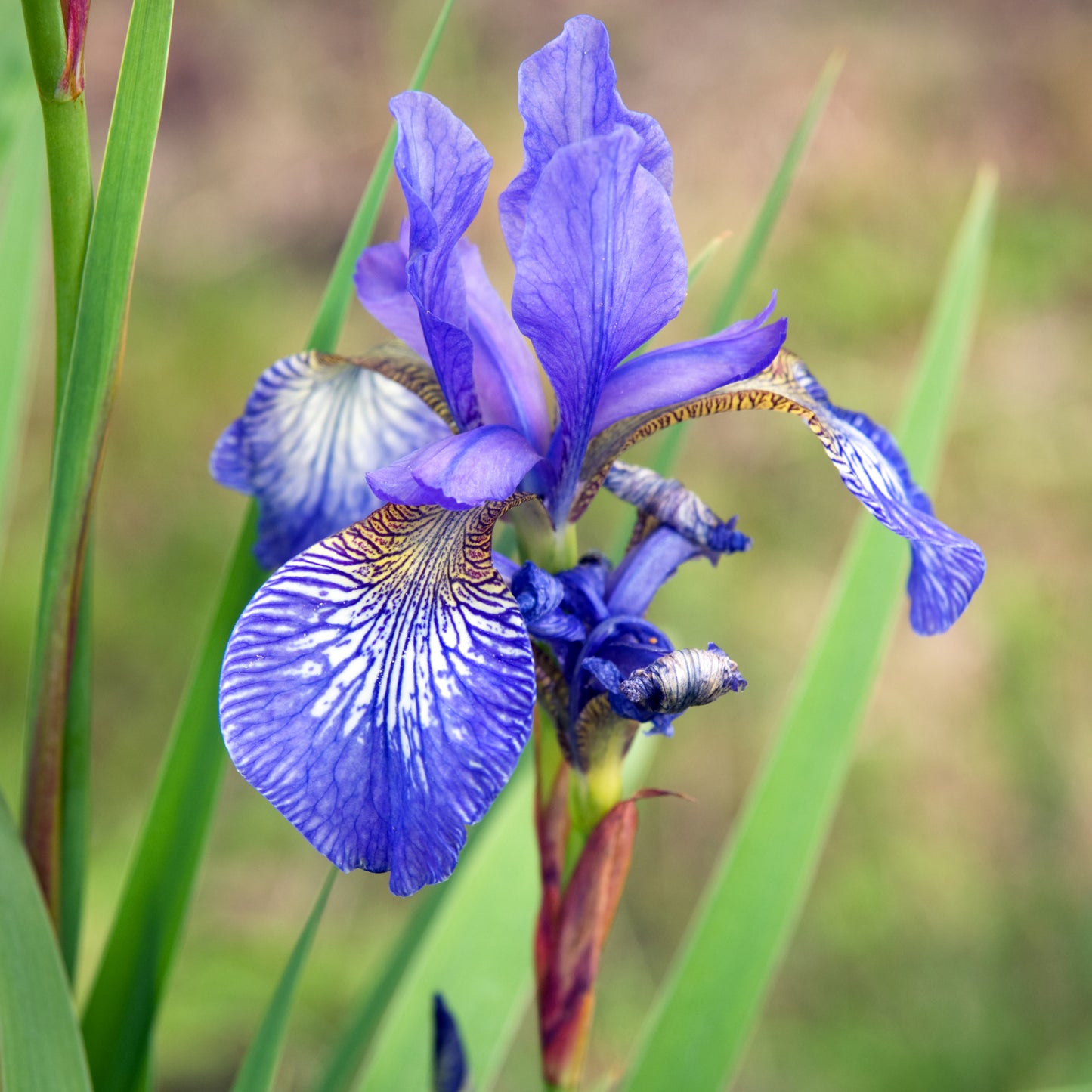 Iris ‘Blue King’ - 1 x Full Plant in a 2 Litre Pot